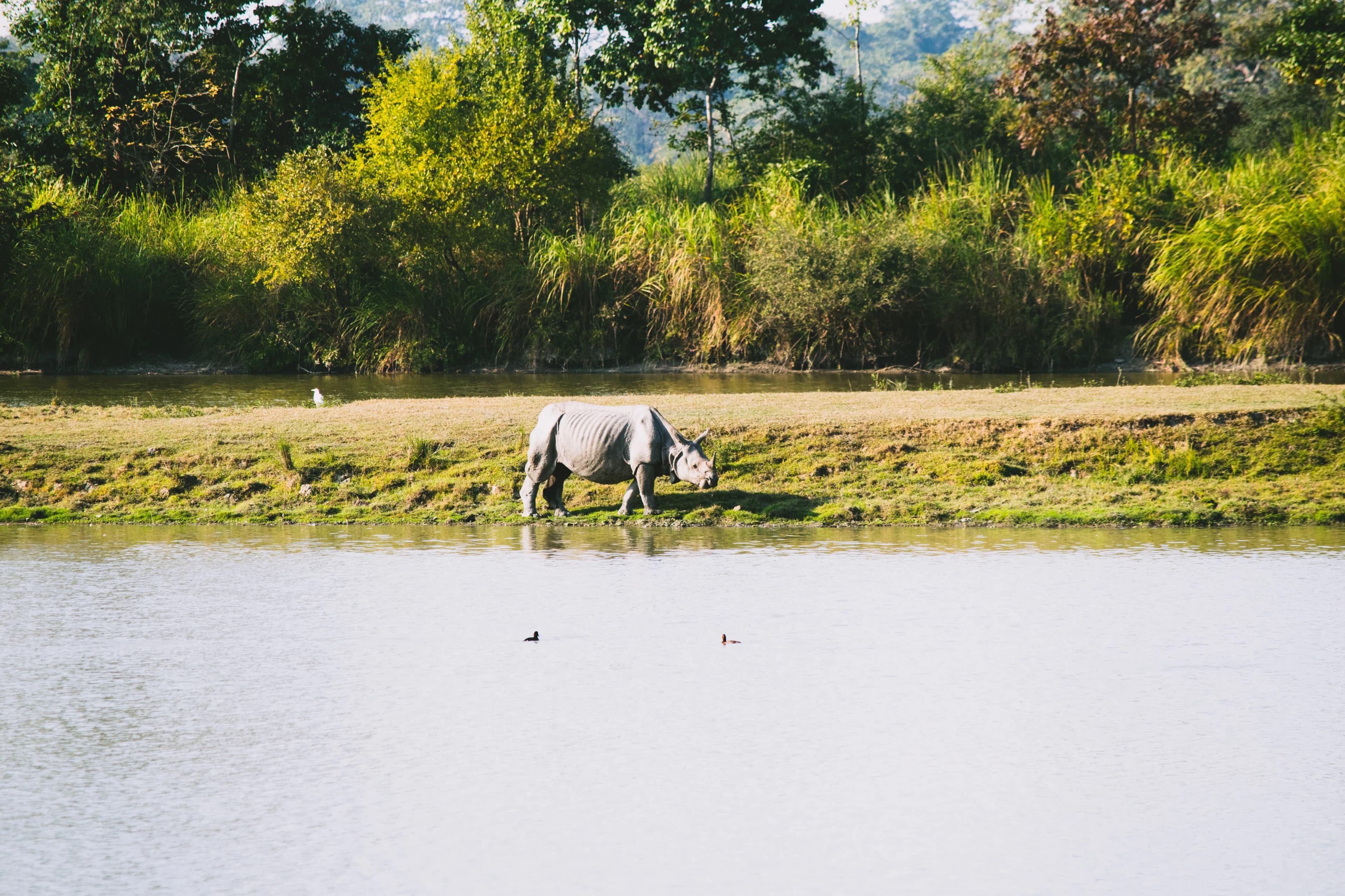 Adventure Wild Life and Tharu Culture